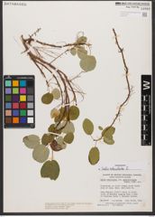 Foto von Salix reticulata L.